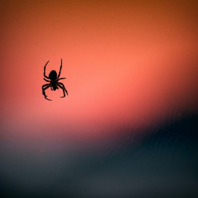 Jak się pozbyć pająków z domu