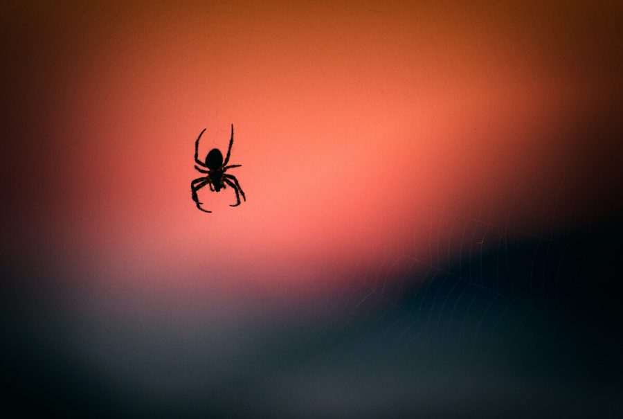 Jak się pozbyć pająków z domu